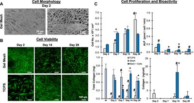 Engineering collagenous analogs of connective tissue extracellular matrix